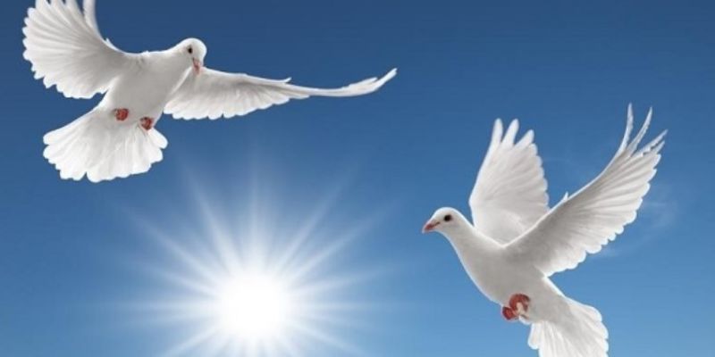 Ý nghĩa ẩn chứa sau hình ảnh loài chim trong mơ